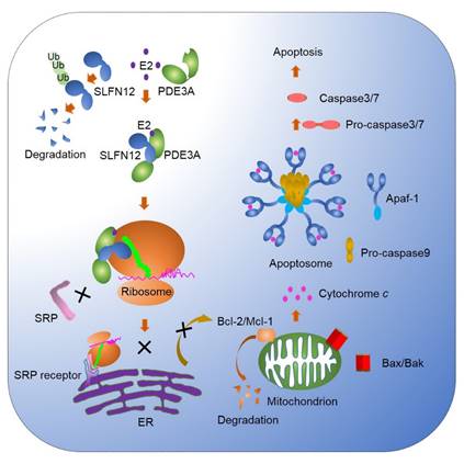 说明: E:\NIBS\工作汇报\Estrogen\E2 induced cell death\Molecular Cell\Figure\Graphical Abstract-1.jpg